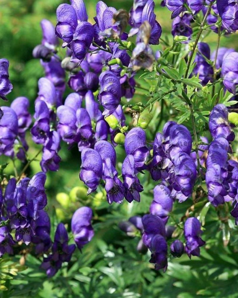 Aconitum henryi 'Spark's Variety'